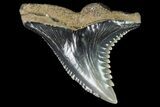 Hemipristis Shark Tooth Fossil - Virginia #96545-1